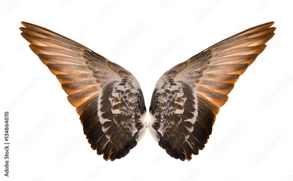 Wings isolated on white background Wings isolated on white background
