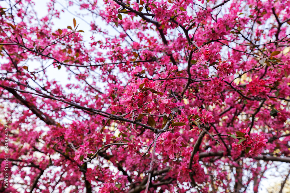 tree with pink blossoms tree with pink blossoms