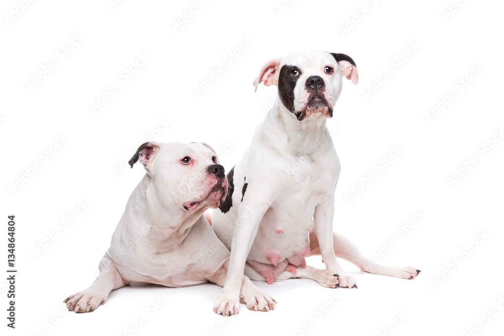two American bulldogs