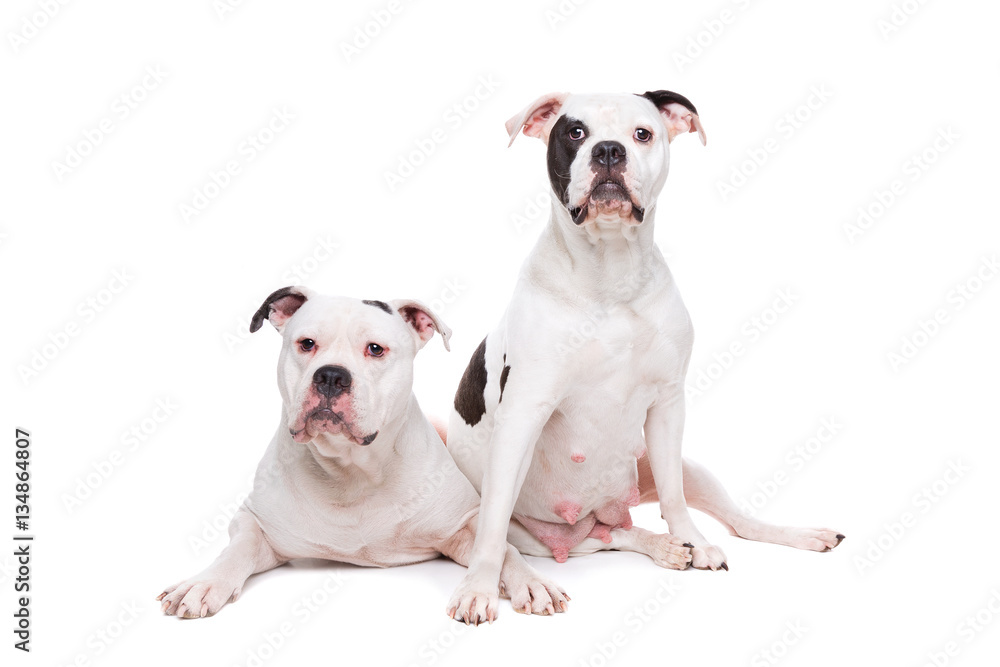 two American bulldogs