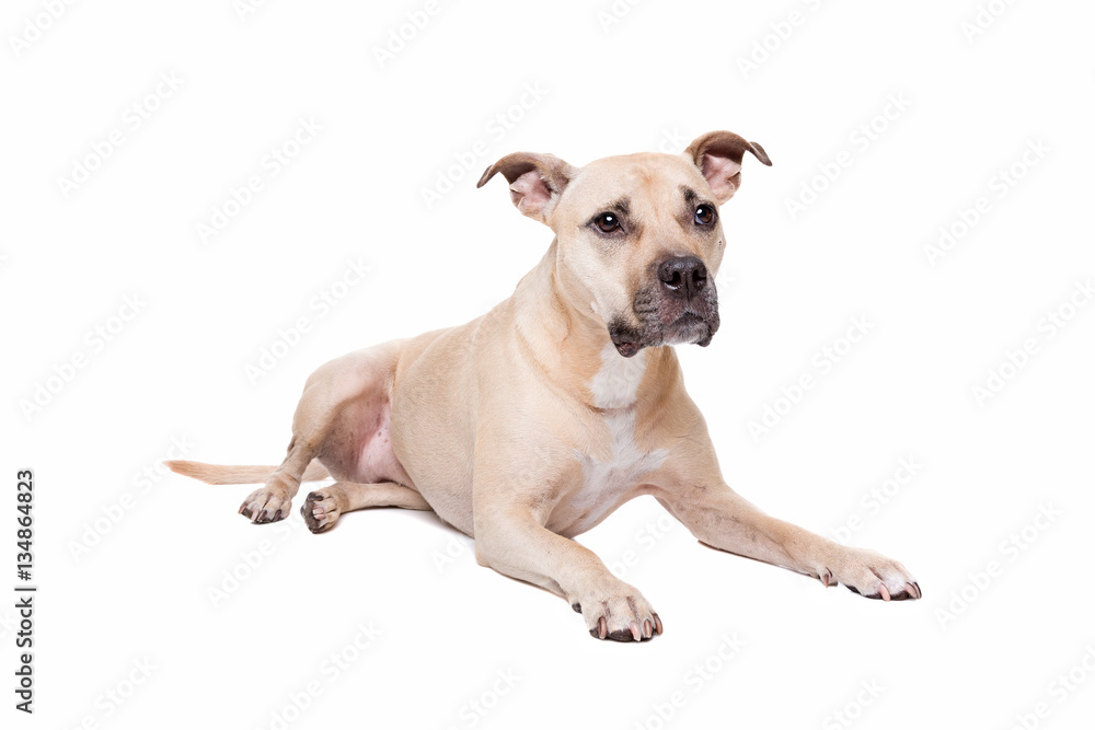 Staffordshire-bull terrier