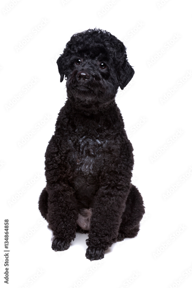 black poodle black poodle