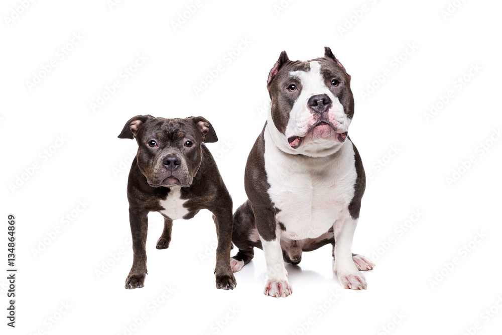 two pit bull dogs