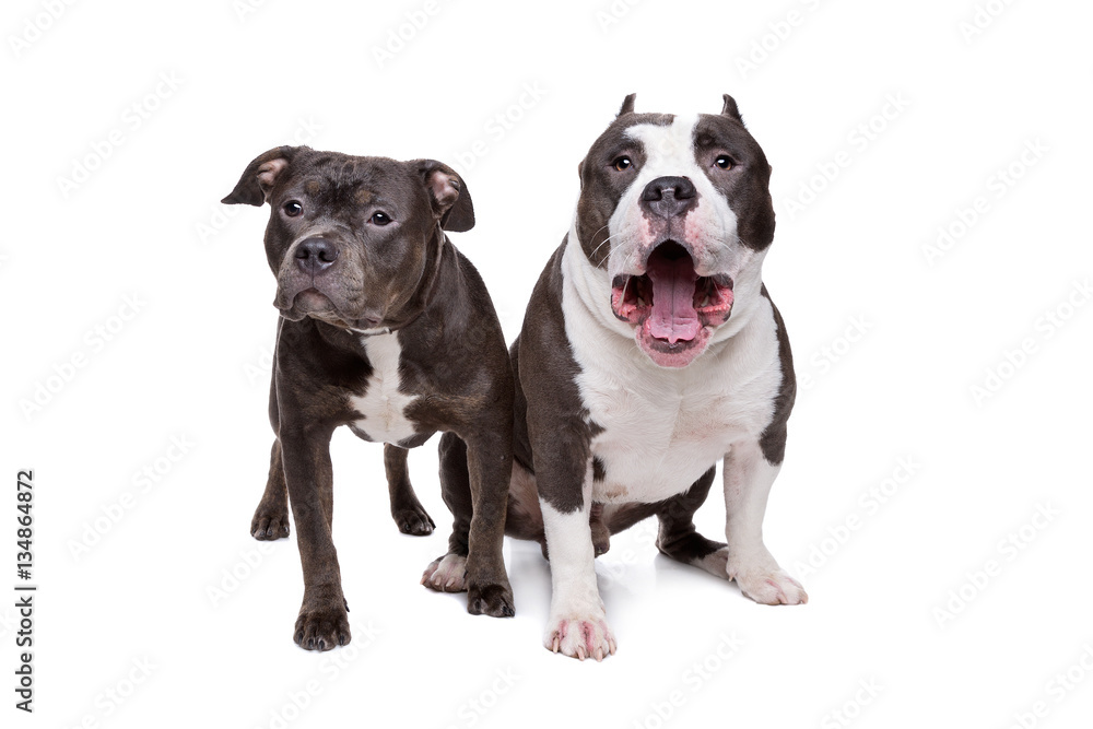 two pit bull dogs