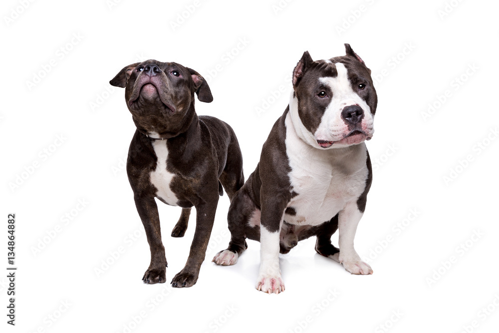 two pit bull dogs