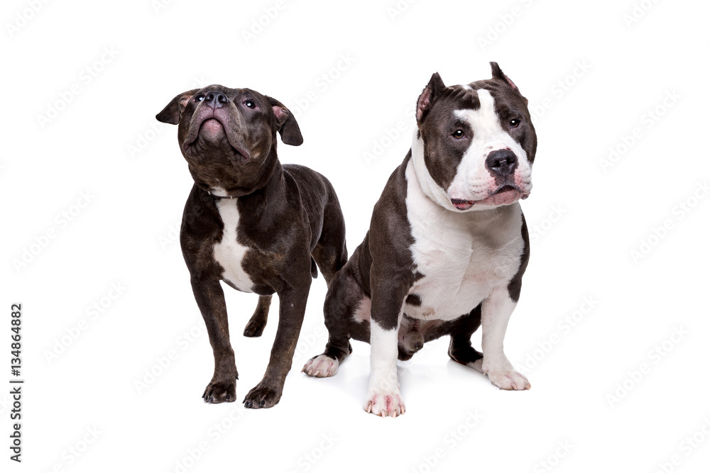 two pit bull dogs two pit bull dogs