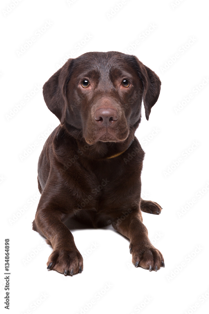 chocolate labrador