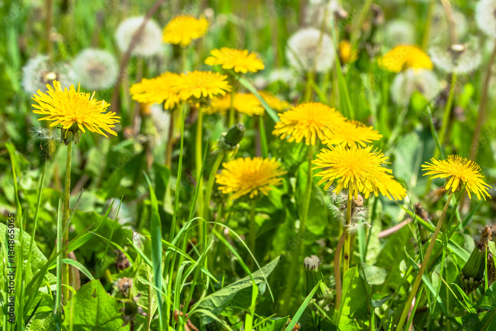 Meadow of dandelions, yellow flowers in spring green grass Meadow of dandelions, yellow flowers in spring green grass