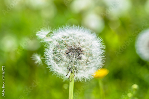 Seeds of dandelion on green blurred background of spring meadow  close-up
