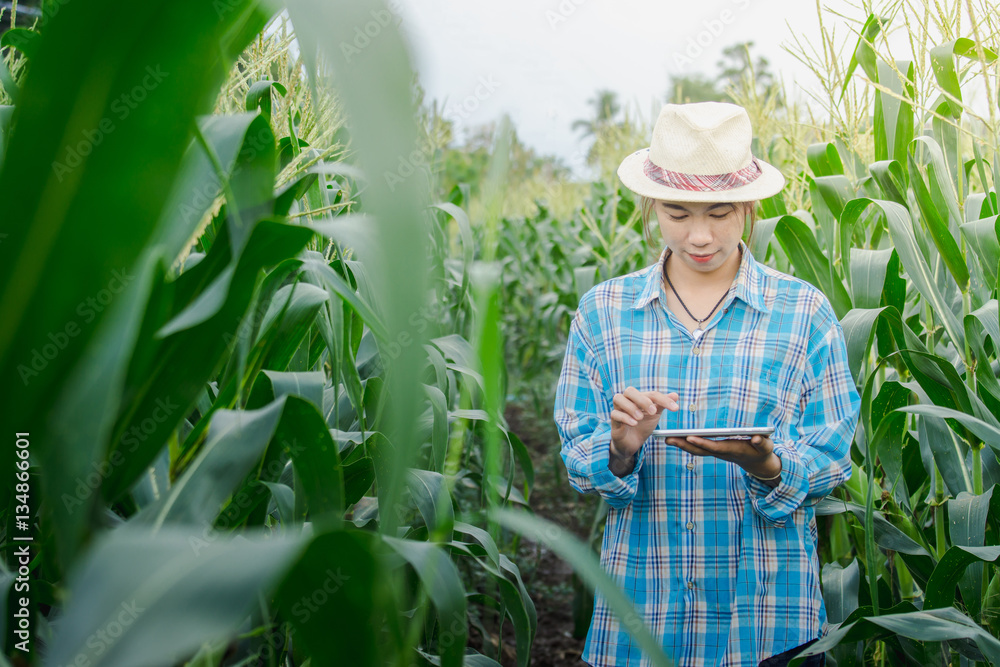 Farmer woman using smart phone in corn field, modern technology application in agricultural growing activity. Farmer woman using smart phone in corn field, modern technology application in agricultural growing activity.