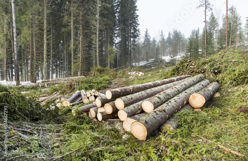 Clear cutting spruce forest in Finland