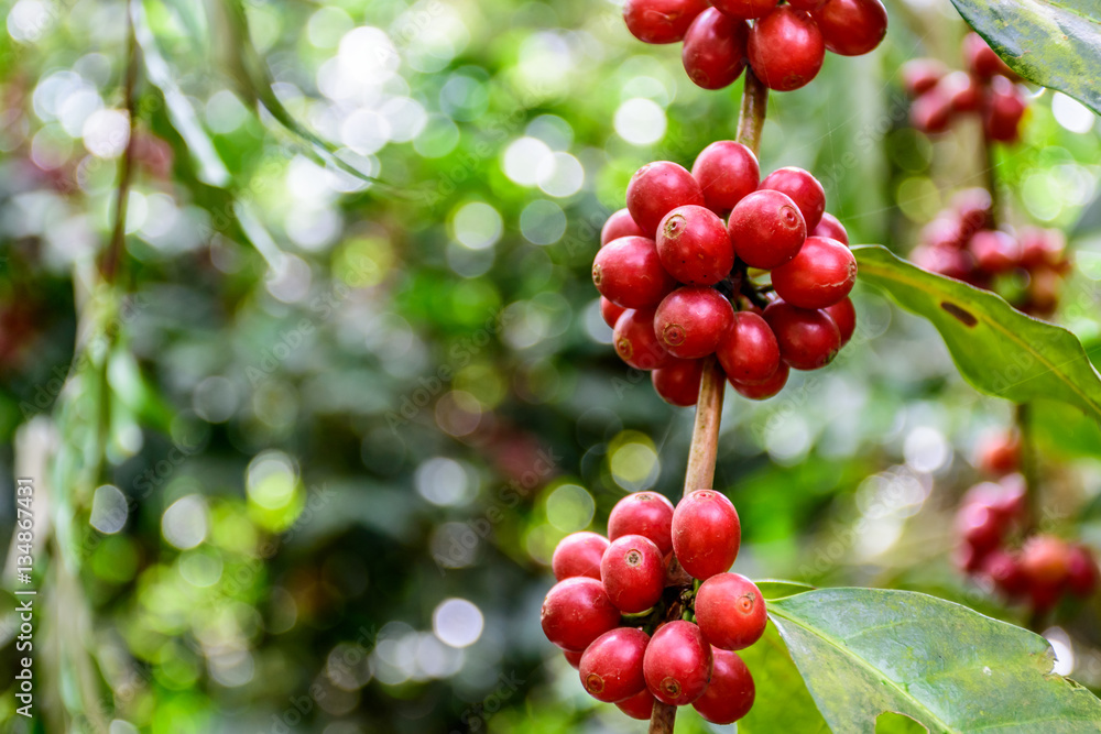 Ripening coffee beans on bush