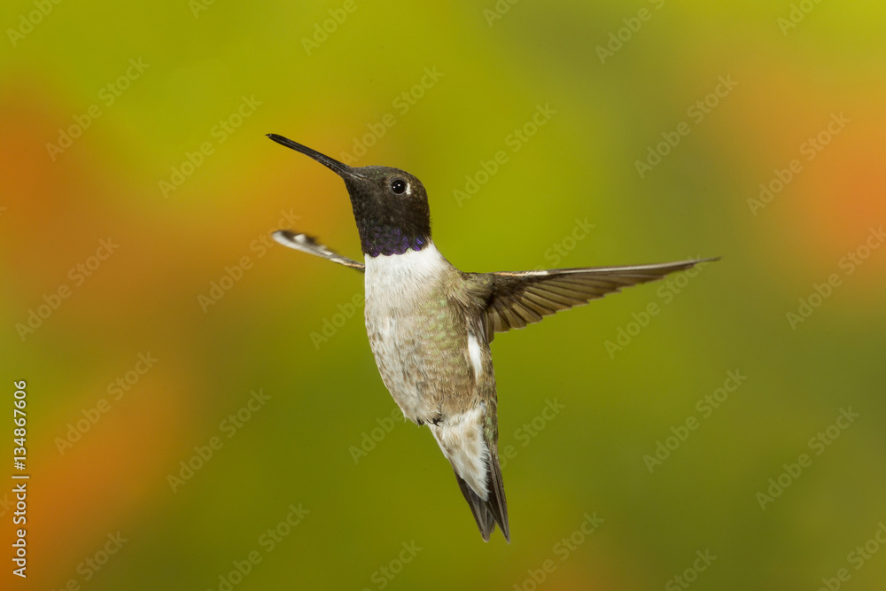Obraz premium black-chinned hummingbird Flying