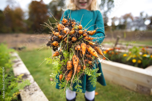 Girl holding bunch of muddy carrots  photo