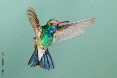 Fotografía Broad-billed Hummingbird flying
