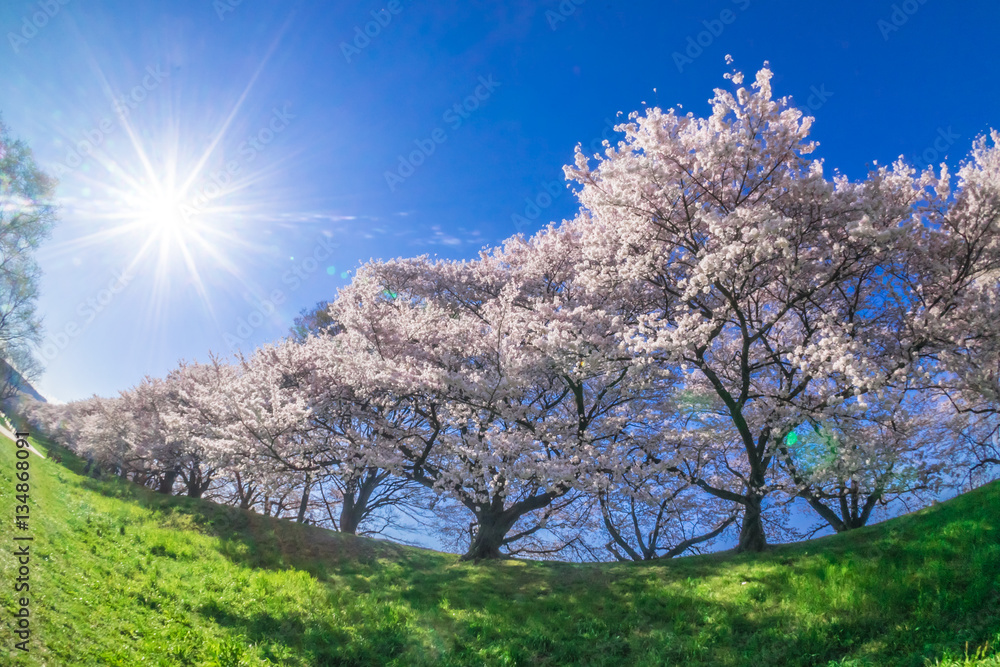 桜並木