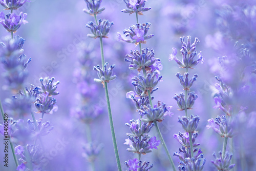 Fototapeta Naklejka Na Ścianę i Meble -  field lavender flowers