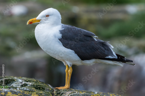 Seagull profile portrait