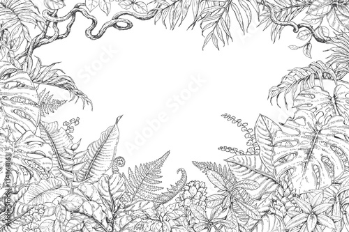 Hand Drawn Tropical Plants Frame