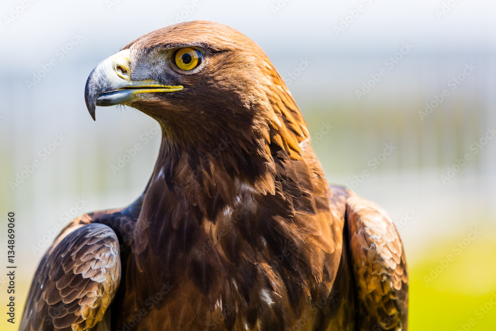 Naklejka premium Steinadler