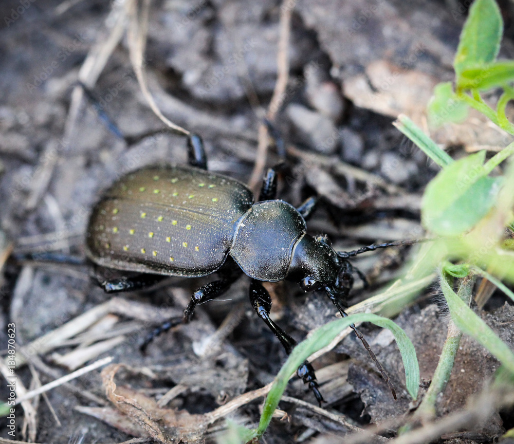 Schwarzer Käfer mit grünen Punkten, Natur, Deutschland Stock Photo Adobe Stock
