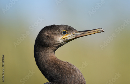 Juvenile cormorant