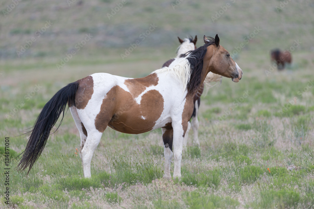 Wild mustangs in the Great Desert Basin of Utah Wild mustangs in the Great Desert Basin of Utah