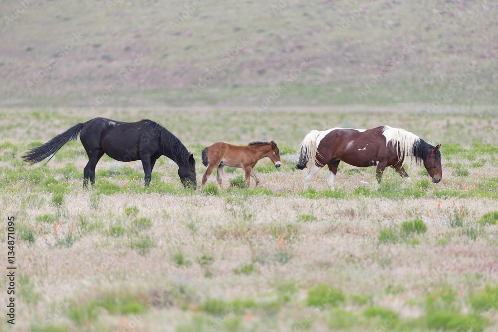 Wild mustangs in the Great Desert Basin of Utah Wild mustangs in the Great Desert Basin of Utah