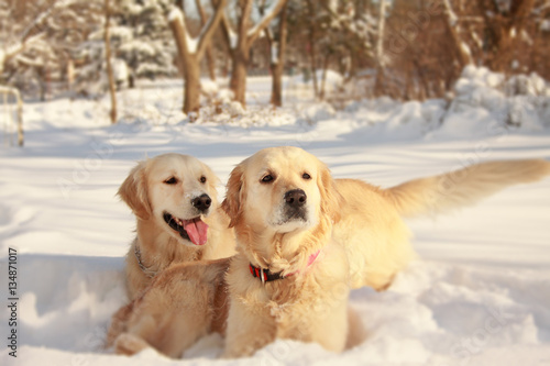 A couple beautiful golden retrievers dogs playing togheter in the snow in a park on a sunny winter day