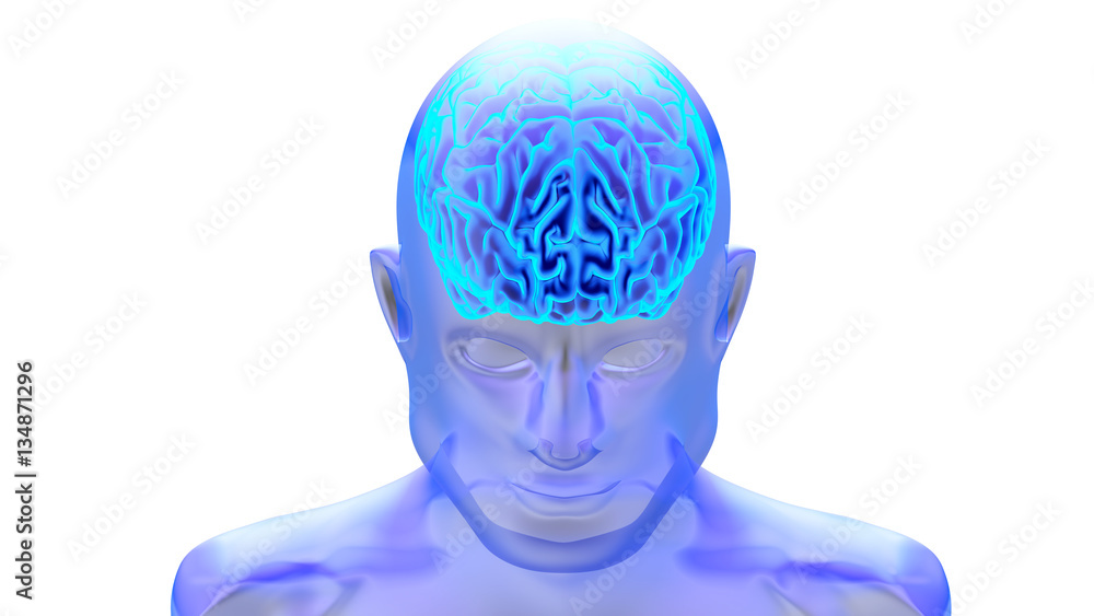 Human brain 3D render Human brain 3D render