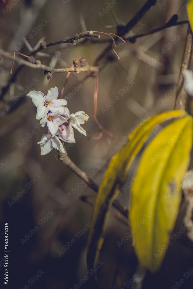 Flowers in the forest, Abstract retro flower theme with nature bokeh Flowers in the forest, Abstract retro flower theme with nature bokeh