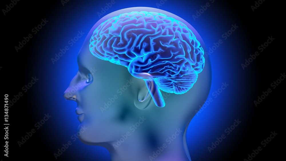 Human brain 3D render Human brain 3D render