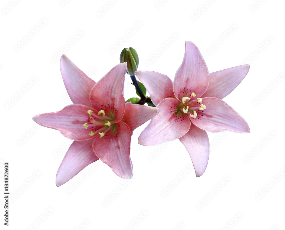 Bright beautiful pink lily flowers Bright beautiful pink lily flowers