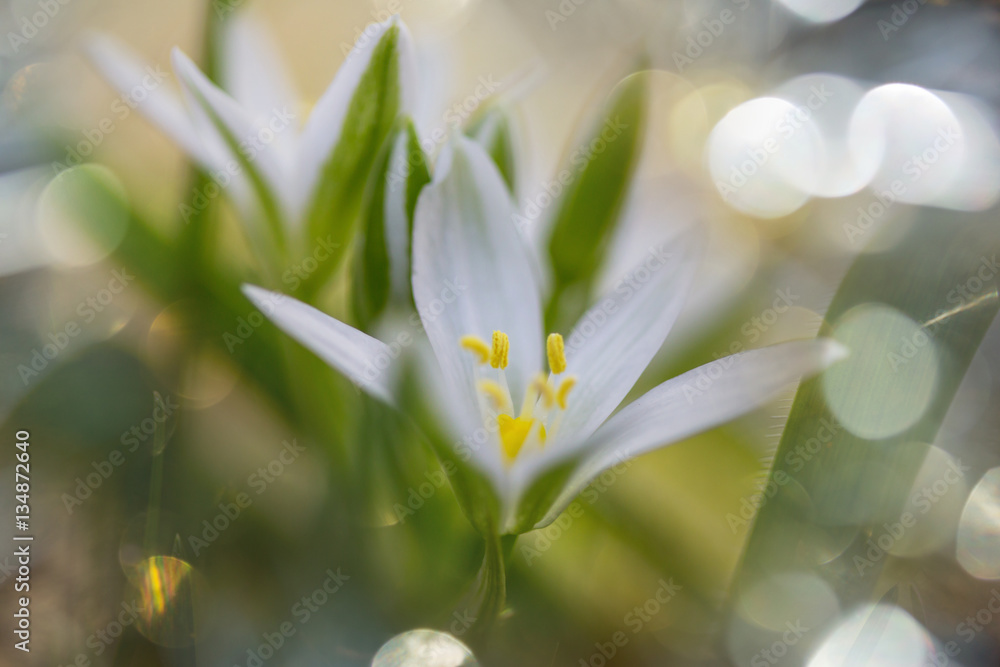 Snowdrops