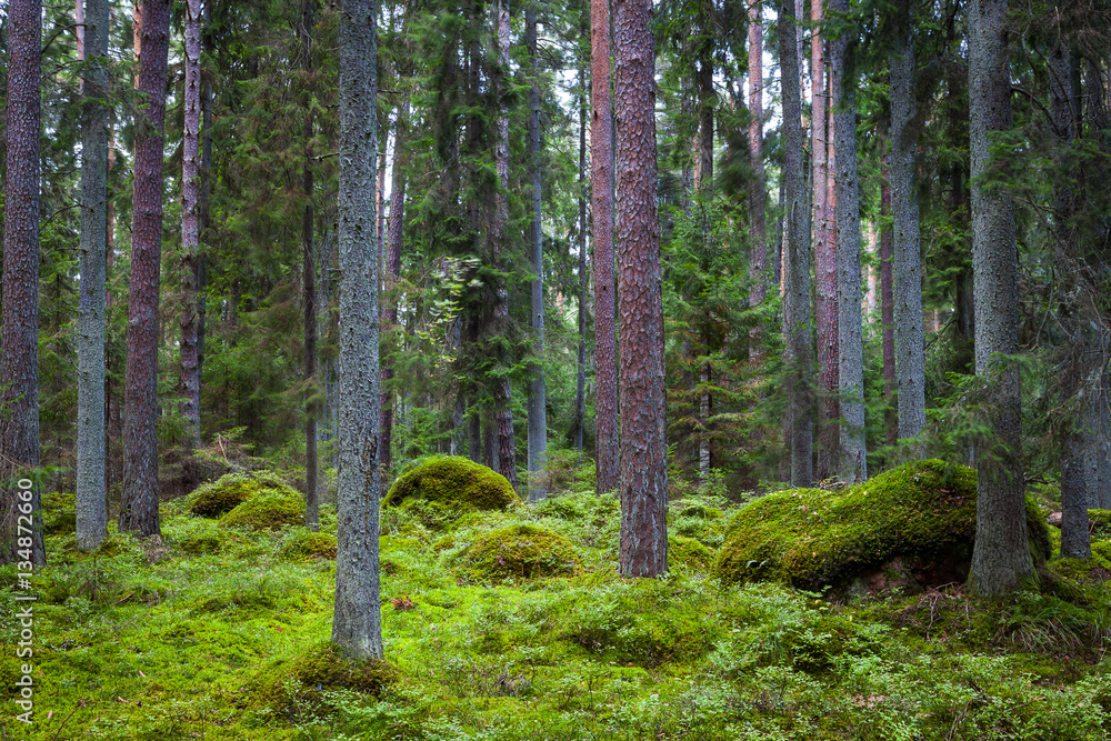 Pine forest with moss covered rocks. Lahemaa national park, Estonia Pine forest with moss covered rocks. Lahemaa national park, Estonia