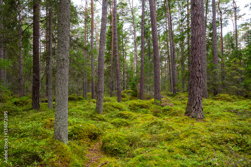 Pine forest with moss covered rocks. Lahemaa national park, Estonia