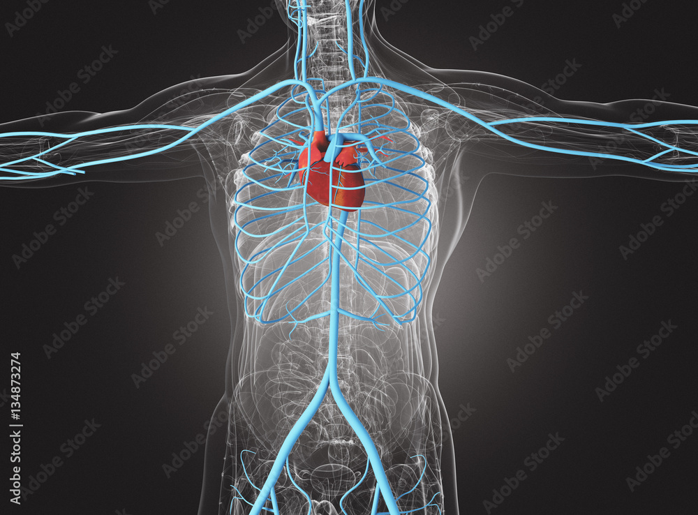 Cuore in corpo umano con arterie e vene Stock Illustration | Adobe Stock