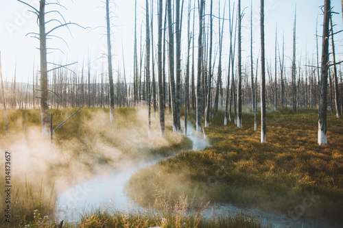 Bare trees and foggy marshland 