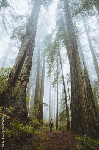One person standing at the base of tall forest trees