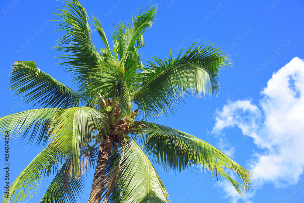 Obraz premium coconut tree and sky