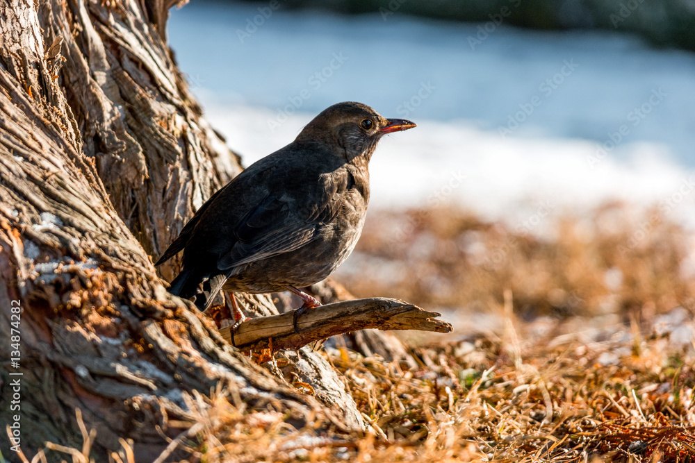 Female blackbird in the park in snowy winter.jpg Female blackbird in the park in snowy winter.jpg