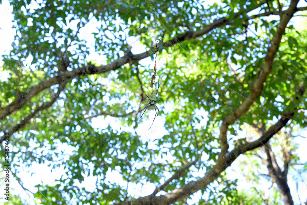Fototapeta premium Giant spider in the blurry natural background