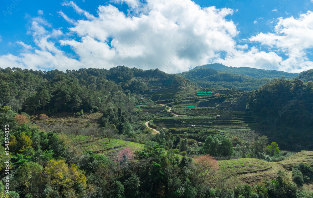 Naklejka premium Tea field and nice blue sky