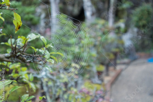 Tiny spider web with dew on the morning