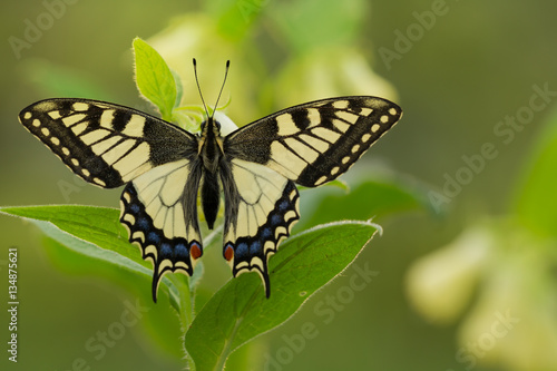 Beautiful butterfly on plant with soft green background. Papilio Machaon butterfly in wild nature