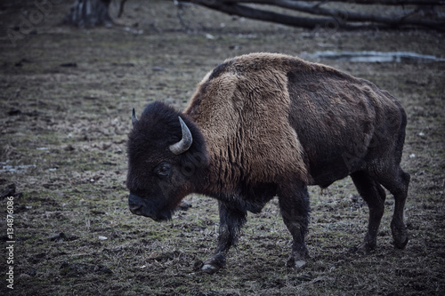wild bison grazing grass