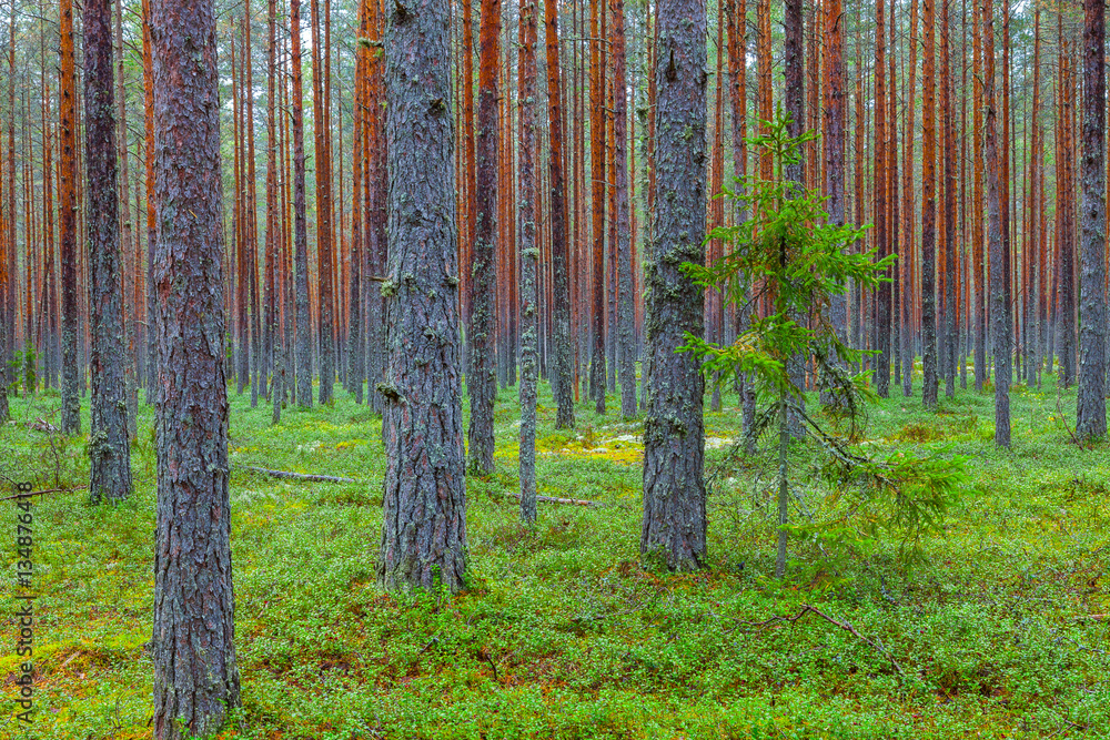 Obraz premium Green pine forest. Rythmes of straight trunks.