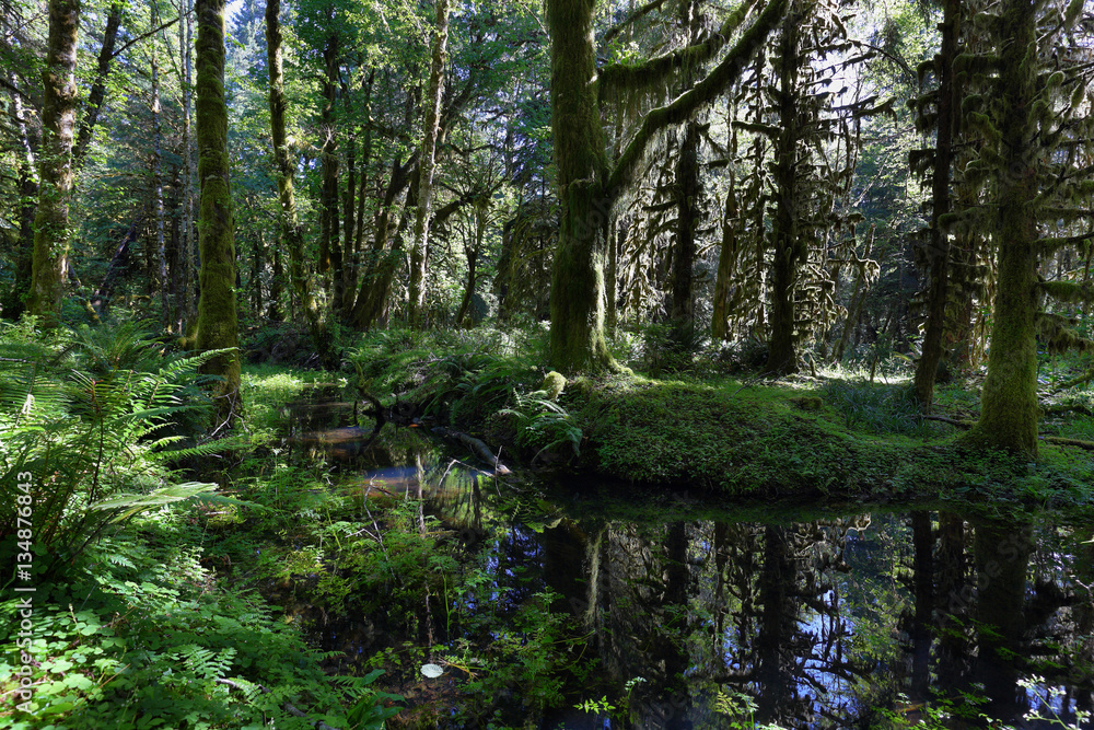 Fototapeta premium Quinault Forest