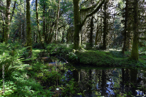 Quinault Forest © estivillml