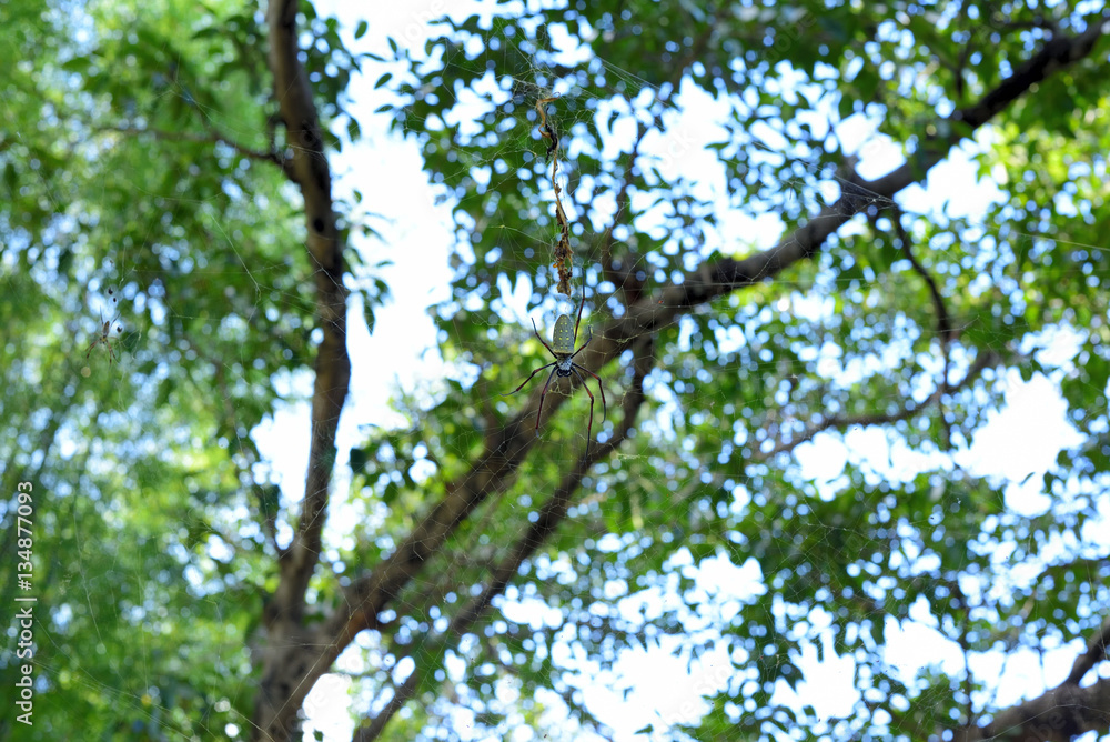 Giant spider in the blurry natural background Giant spider in the blurry natural background